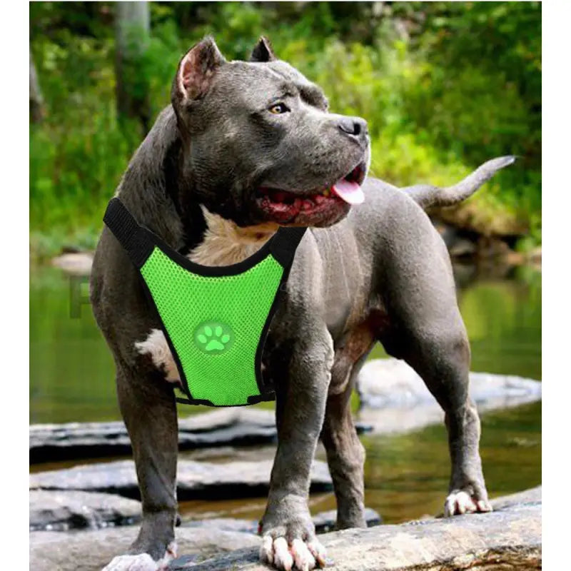 Pakko & Fufu  – Breathable Dog Car Harness with Seatbelt